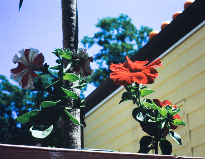 minerva_deak_f_c3_s2_34_stb-010