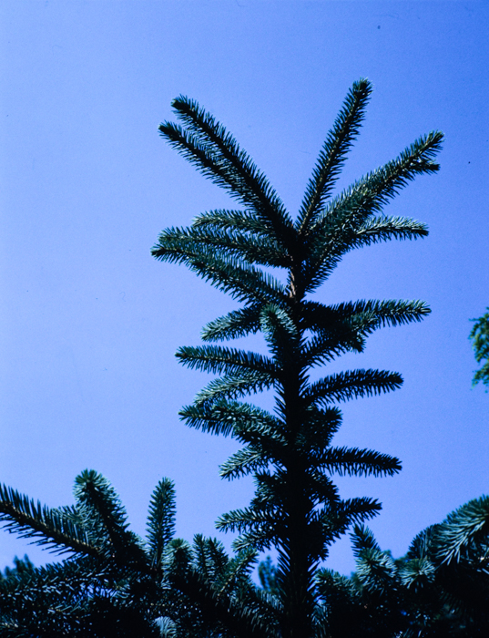 minerva_deak_f_c3_s2_34_stb-014