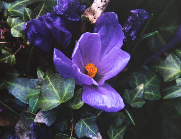 minerva_deak_f_c3_s2_44_1982_május_virágok-001