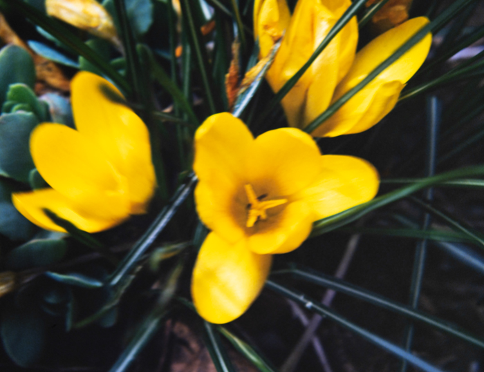 minerva_deak_f_c3_s2_44_1982_május_virágok-002