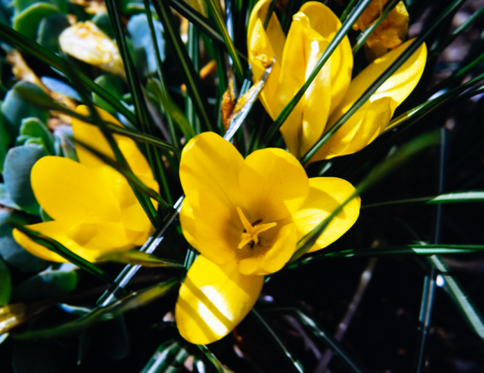 minerva_deak_f_c3_s2_44_1982_május_virágok-003