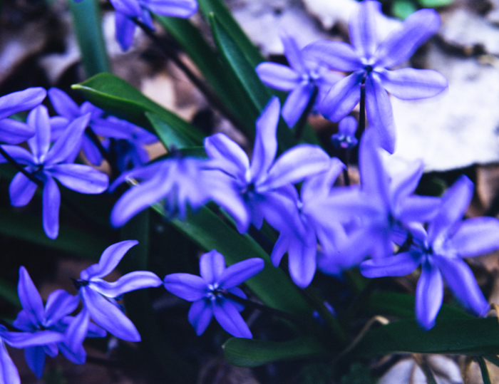 minerva_deak_f_c3_s2_44_1982_május_virágok-005