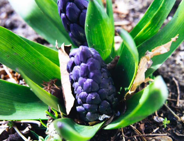 minerva_deak_f_c3_s2_44_1982_május_virágok-006