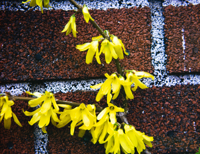 minerva_deak_f_c3_s2_44_1982_május_virágok-009