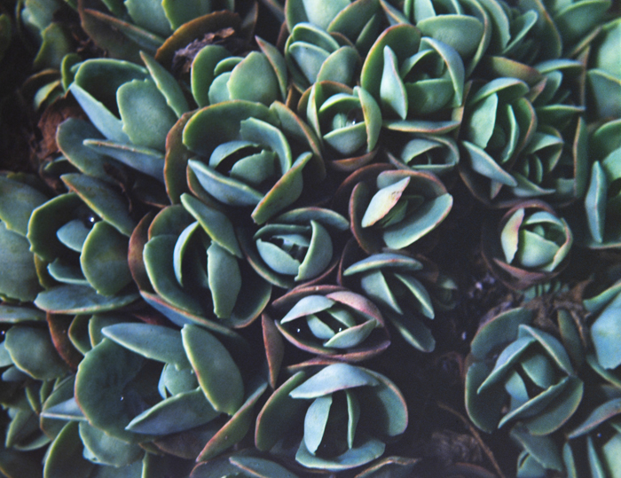 minerva_deak_f_c3_s2_44_1982_május_virágok-010