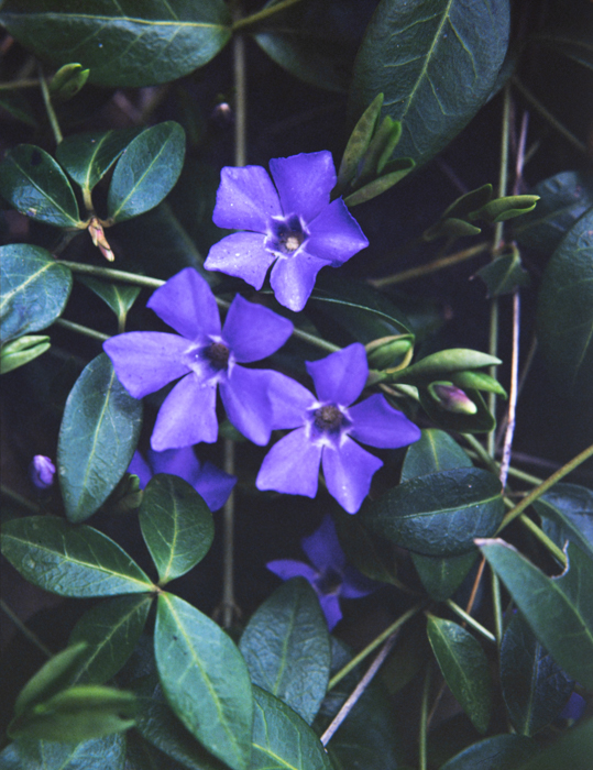 minerva_deak_f_c3_s2_44_1982_május_virágok-011