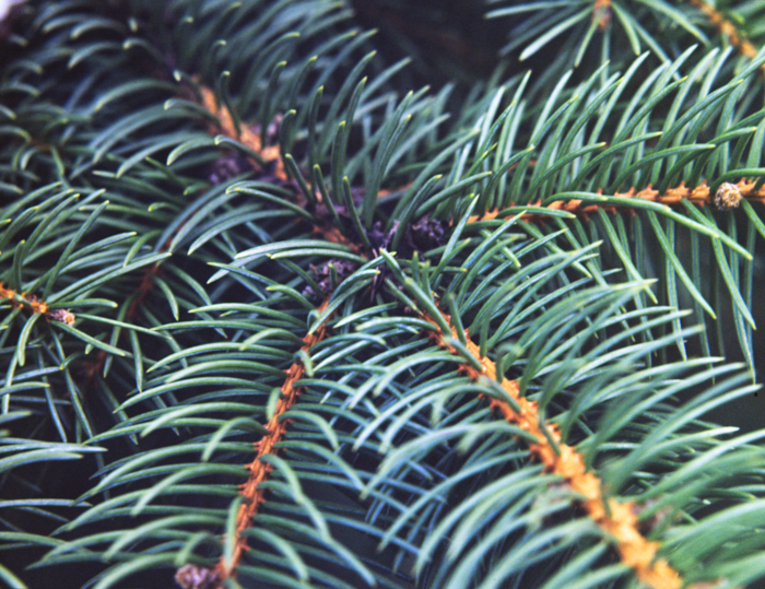 minerva_deak_f_c3_s2_44_1982_május_virágok-012