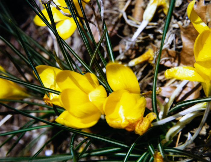 minerva_deak_f_c3_s2_44_1982_május_virágok-013