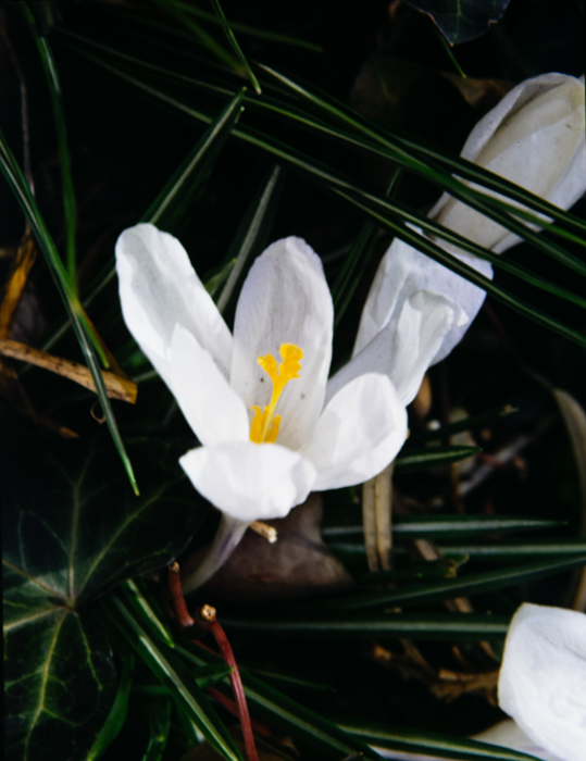 minerva_deak_f_c3_s2_44_1982_május_virágok-014