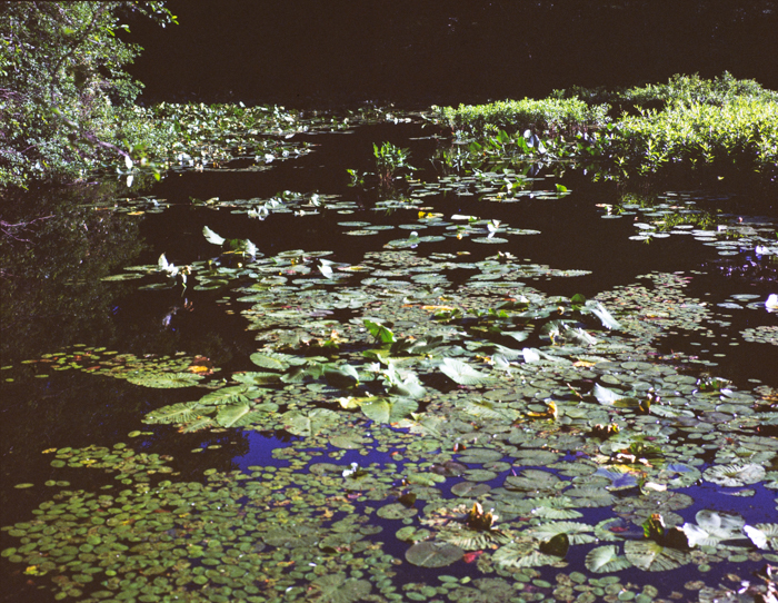 minerva_deak_f_c3_s2_47_1983_jul_4-007