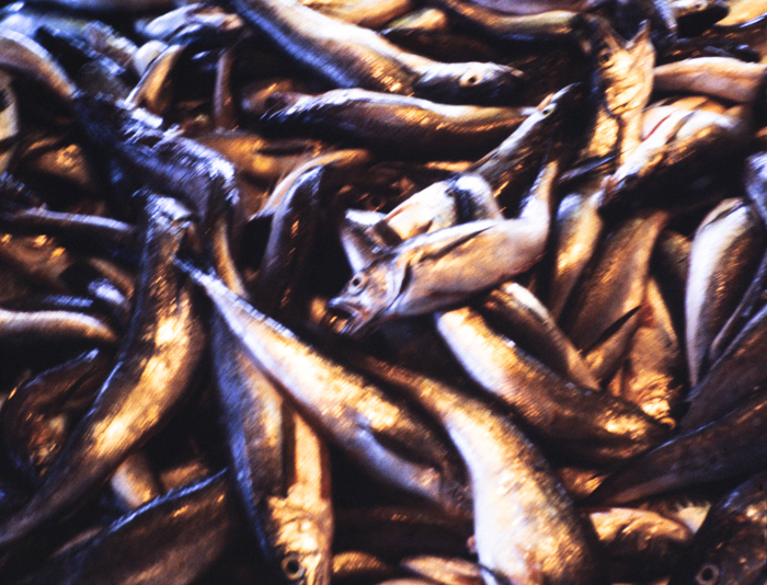 minerva_deak_f_c3_s2_49_1983_aug_freeport-007