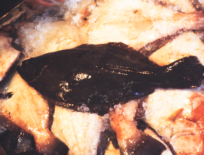 minerva_deak_f_c3_s2_49_1983_aug_freeport-008