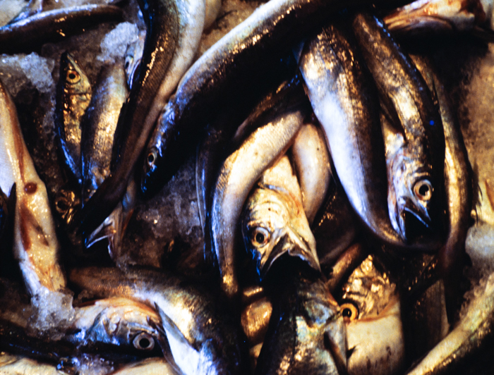 minerva_deak_f_c3_s2_50_1983_aug_freeport-003