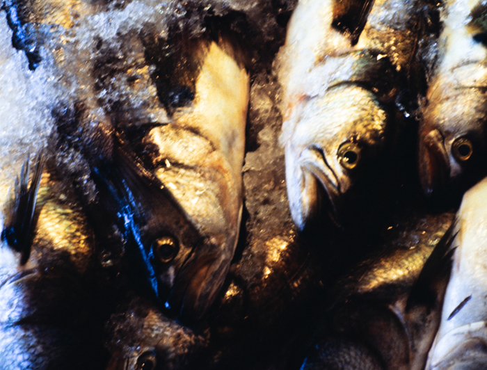 minerva_deak_f_c3_s2_50_1983_aug_freeport-004