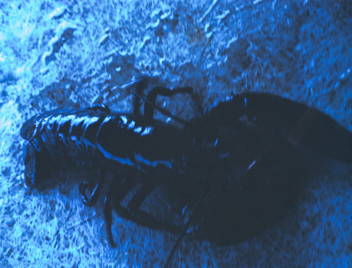 minerva_deak_f_c3_s2_50_1983_aug_freeport-007