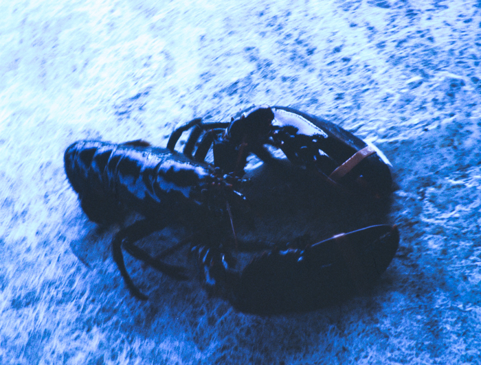 minerva_deak_f_c3_s2_50_1983_aug_freeport-009