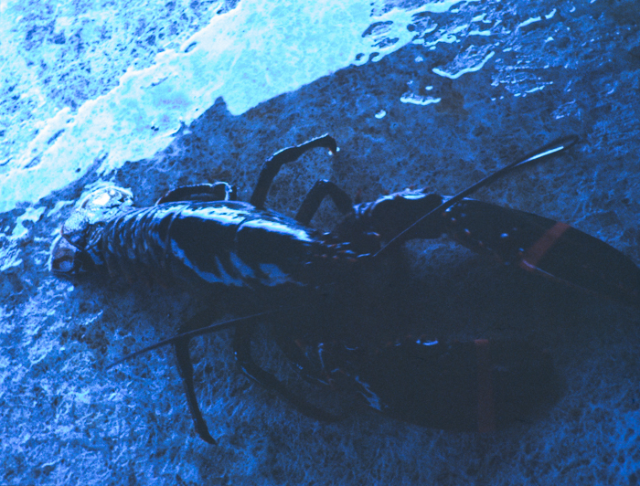 minerva_deak_f_c3_s2_50_1983_aug_freeport-011