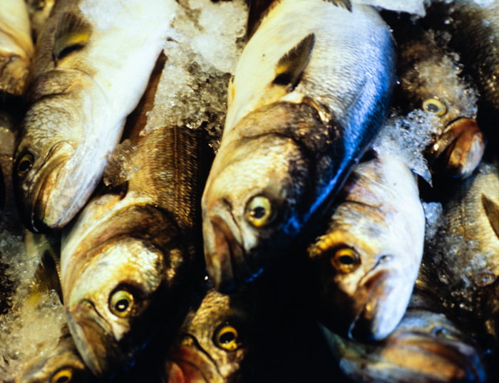 minerva_deak_f_c3_s2_50_1983_aug_freeport-013