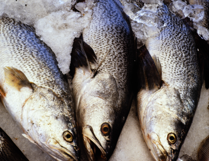 minerva_deak_f_c3_s2_51_1983_aug_freeport-014