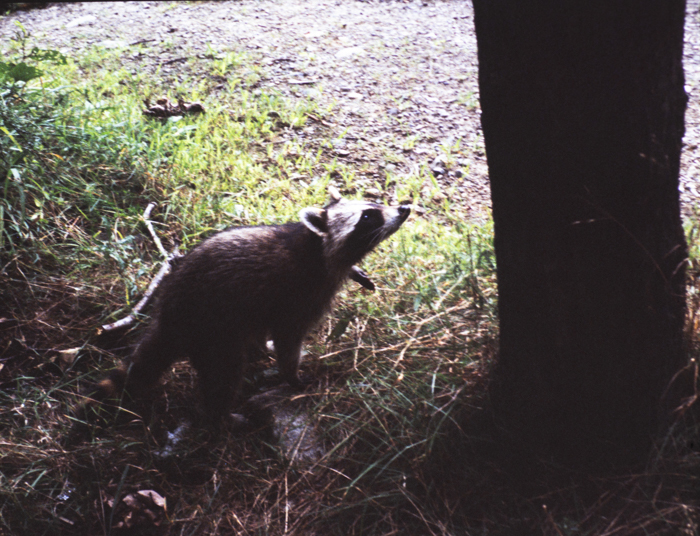 minerva_deak_f_c3_s2_52_1983_aug_bert_mt-001