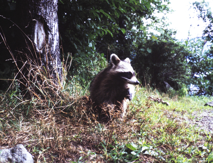 minerva_deak_f_c3_s2_52_1983_aug_bert_mt-002