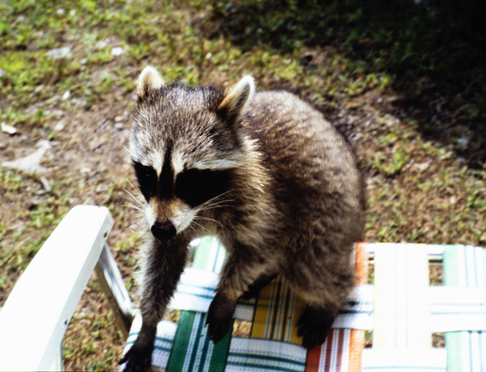 minerva_deak_f_c3_s2_52_1983_aug_bert_mt-005