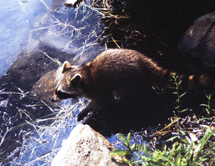 minerva_deak_f_c3_s2_52_1983_aug_bert_mt-015