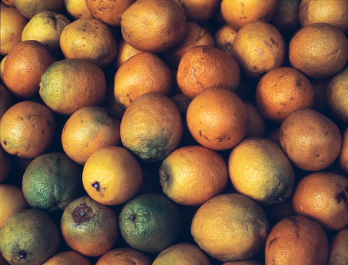 minerva_deak_f_c3_s2_53_1983_aug_gyümölcsök-003