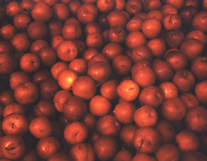 minerva_deak_f_c3_s2_53_1983_aug_gyümölcsök-006