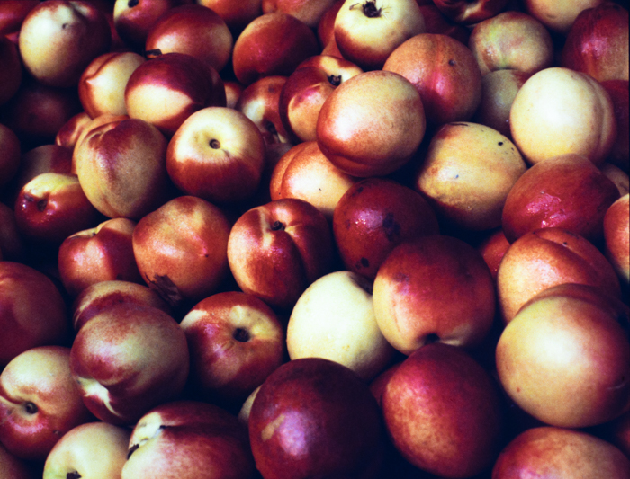 minerva_deak_f_c3_s2_53_1983_aug_gyümölcsök-008