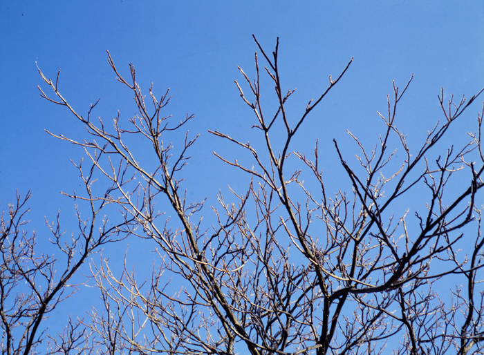 minerva_deak_f_c3_s2_61-008