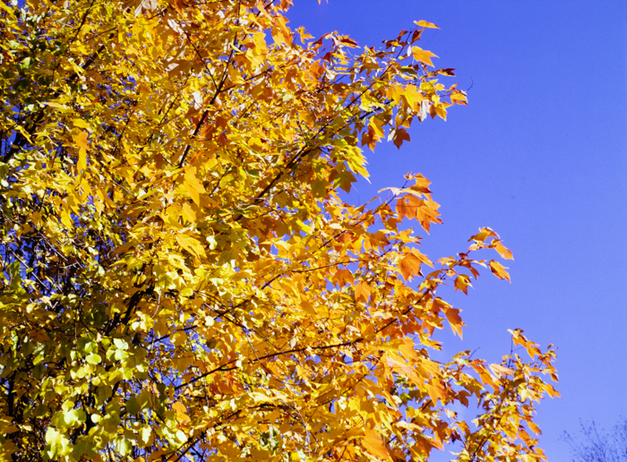 minerva_deak_f_c3_s3_74-010