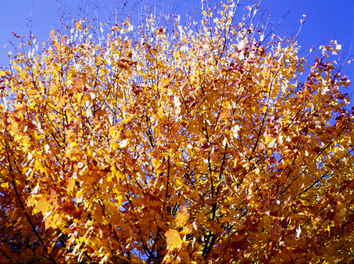 minerva_deak_f_c3_s3_74-011