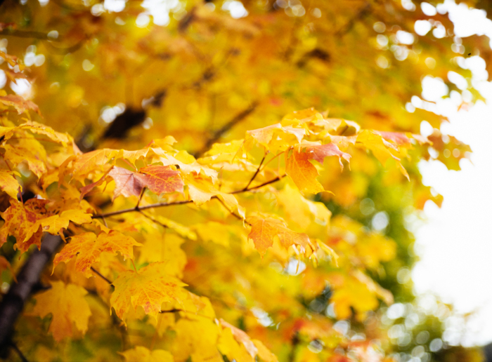 minerva_deak_f_c3_s3_75-001