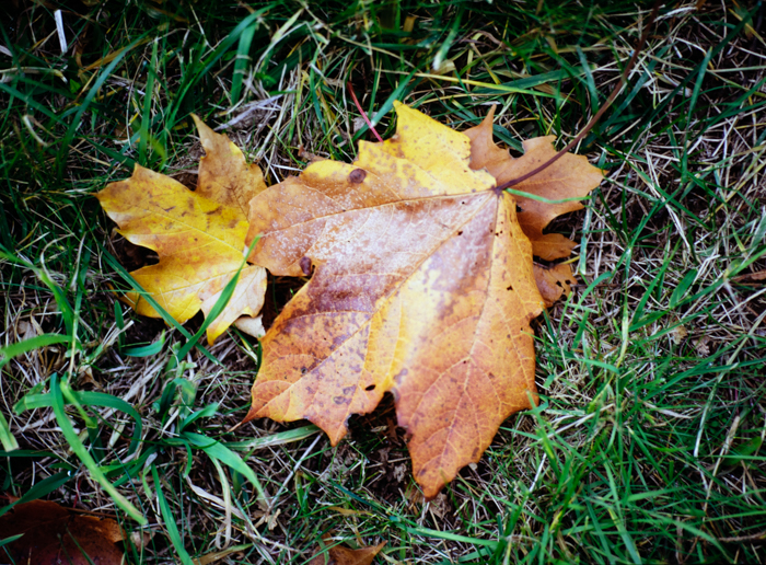 minerva_deak_f_c3_s3_75-002