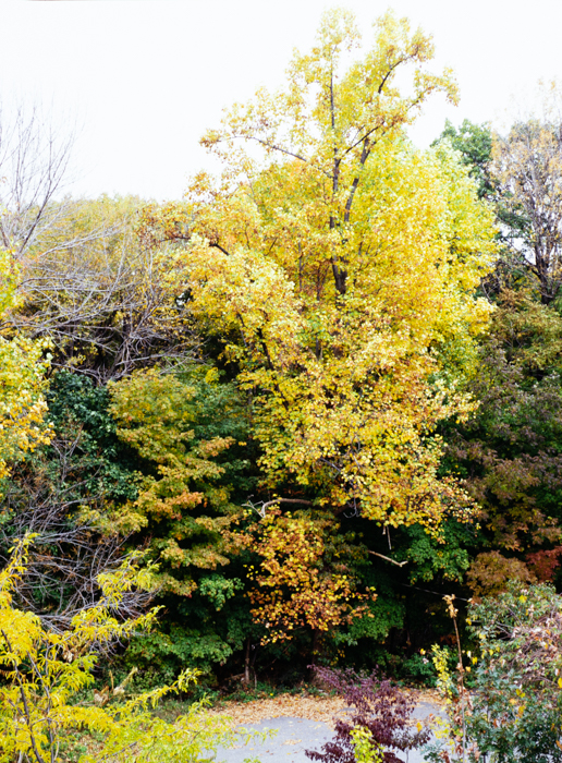 minerva_deak_f_c3_s3_75-003