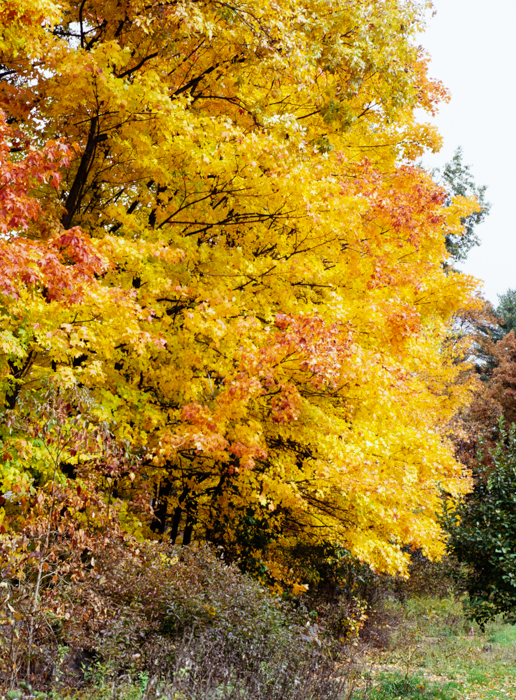 minerva_deak_f_c3_s3_75-005