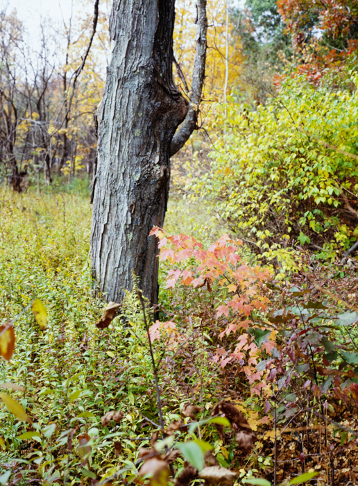 minerva_deak_f_c3_s3_75-006