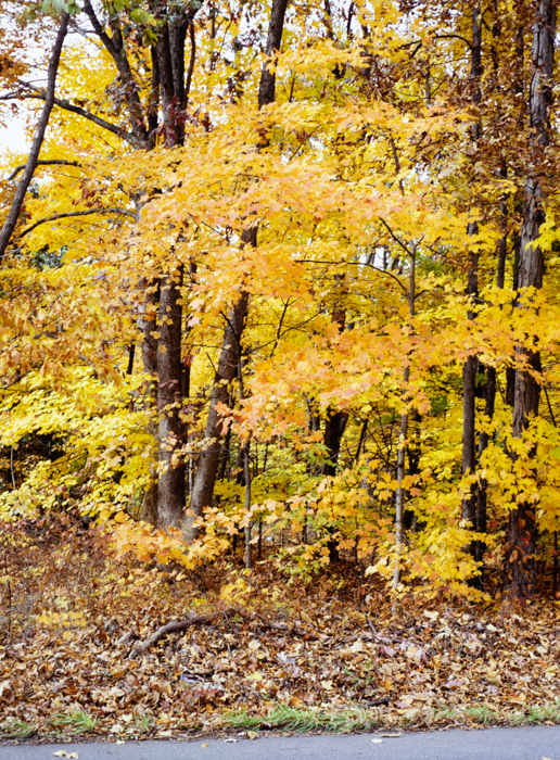 minerva_deak_f_c3_s3_75-007