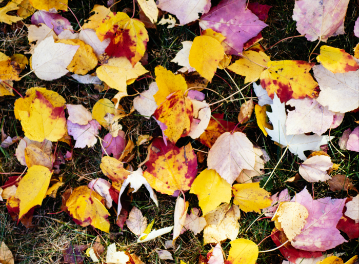 minerva_deak_f_c3_s3_76-006