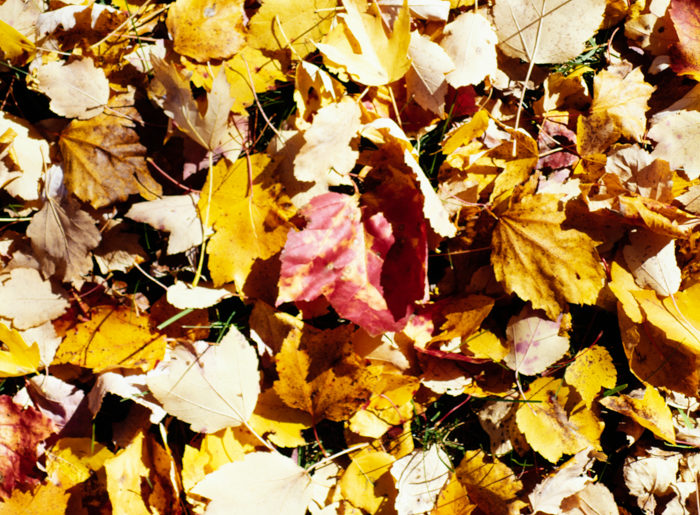 minerva_deak_f_c3_s3_76-007