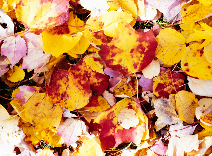 minerva_deak_f_c3_s3_76-008