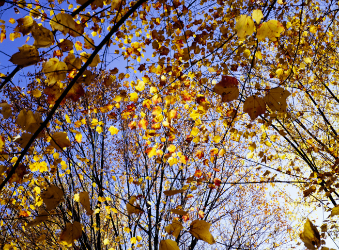 minerva_deak_f_c3_s3_76-009