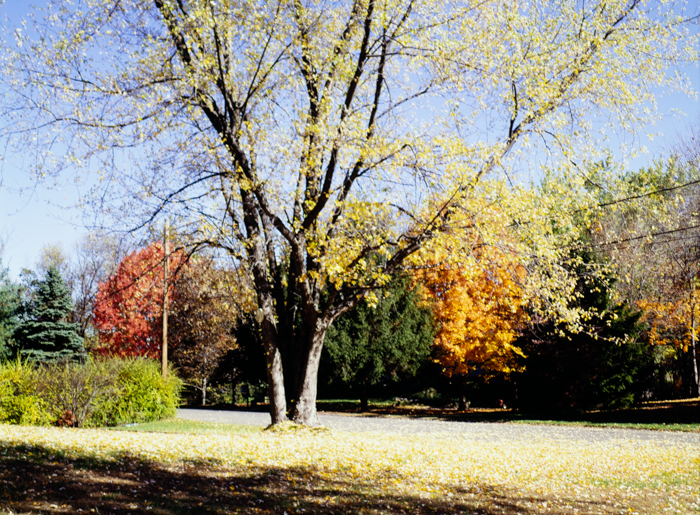 minerva_deak_f_c3_s3_76-010