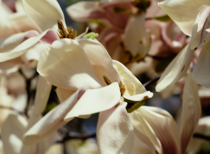 minerva_deak_f_c3_s3_78-006