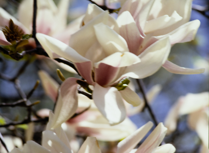 minerva_deak_f_c3_s3_78-007