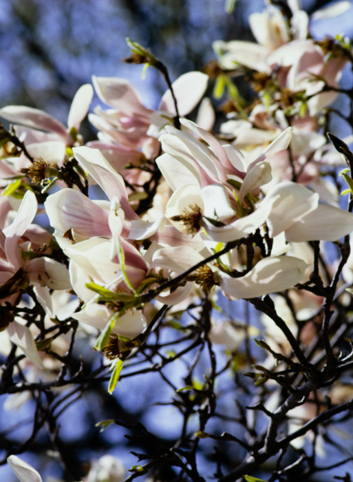 minerva_deak_f_c3_s3_78-008