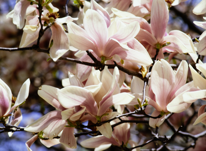 minerva_deak_f_c3_s3_78-009