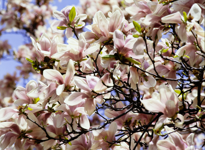 minerva_deak_f_c3_s3_78-010