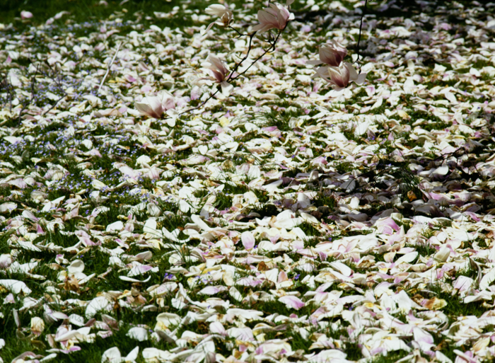 minerva_deak_f_c3_s3_78-012